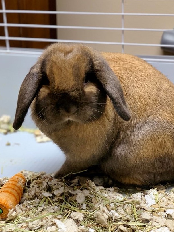 Exotic Package Westlake Animal Inn Pet Resort Tarpon Springs, FL